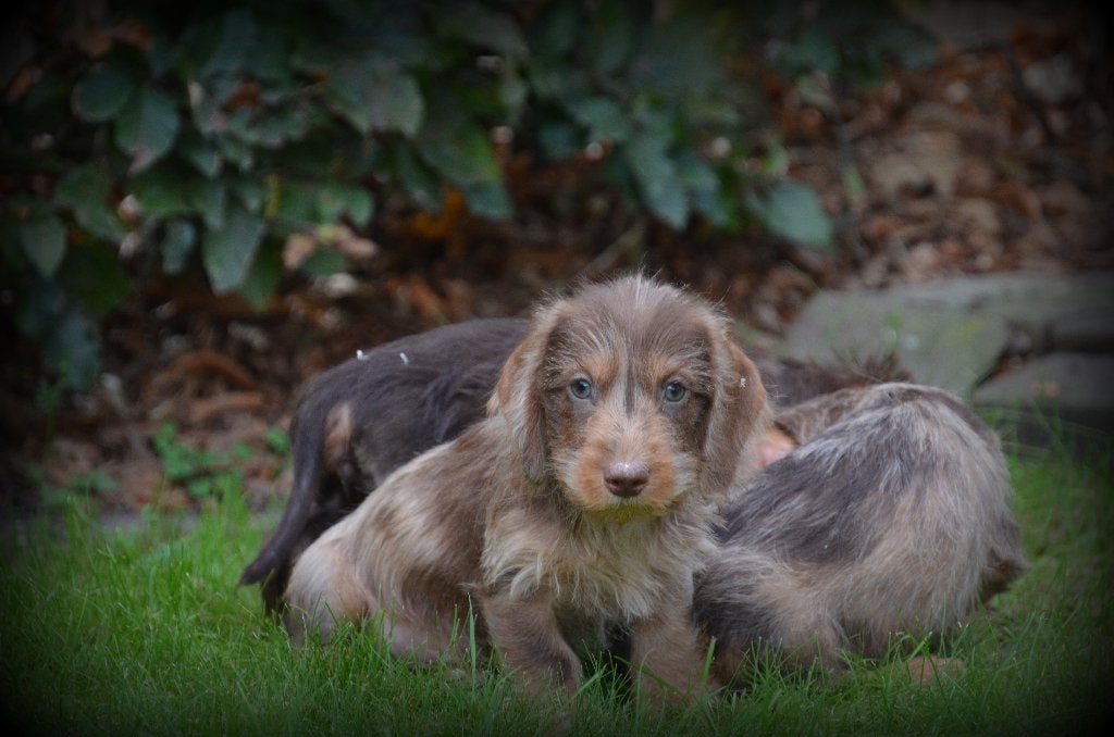 chiots teckel poil dur choco merle, Animaux & Accessoires, Maladie de Carré (chiens), Poils durs, Plusieurs, Nain