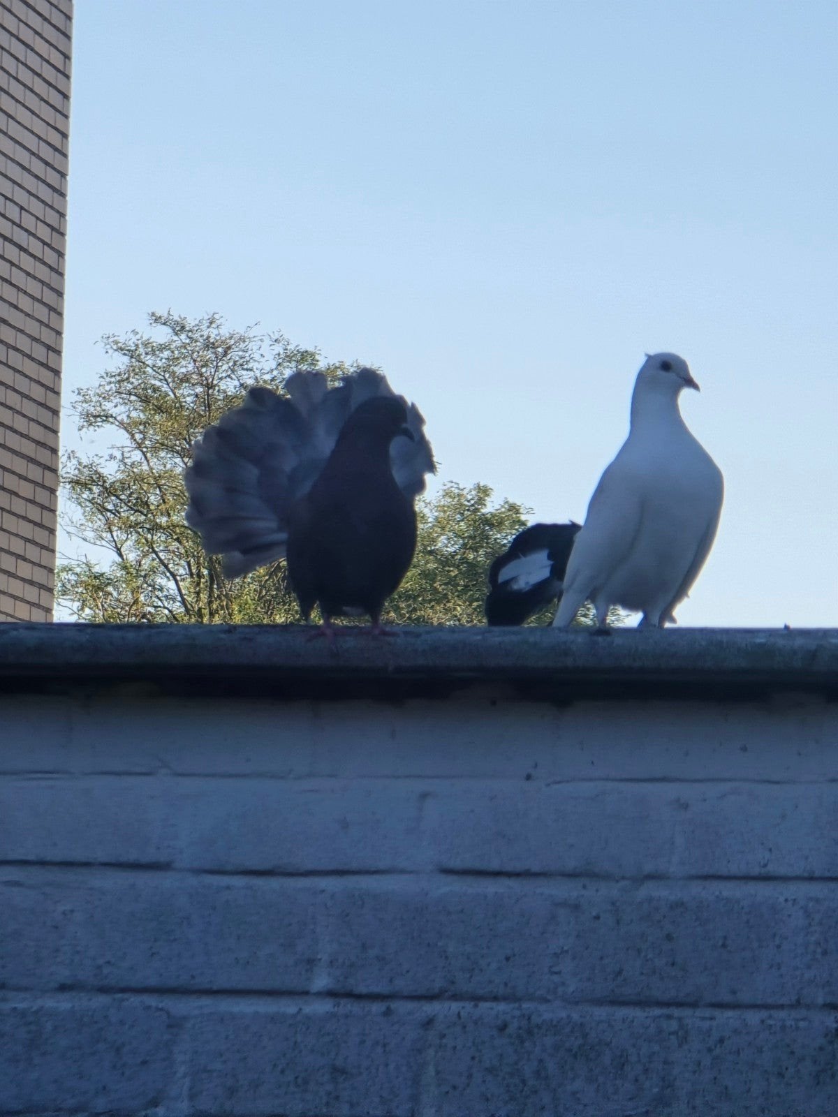 Pauwstaart duiven koppel, Dieren en Toebehoren