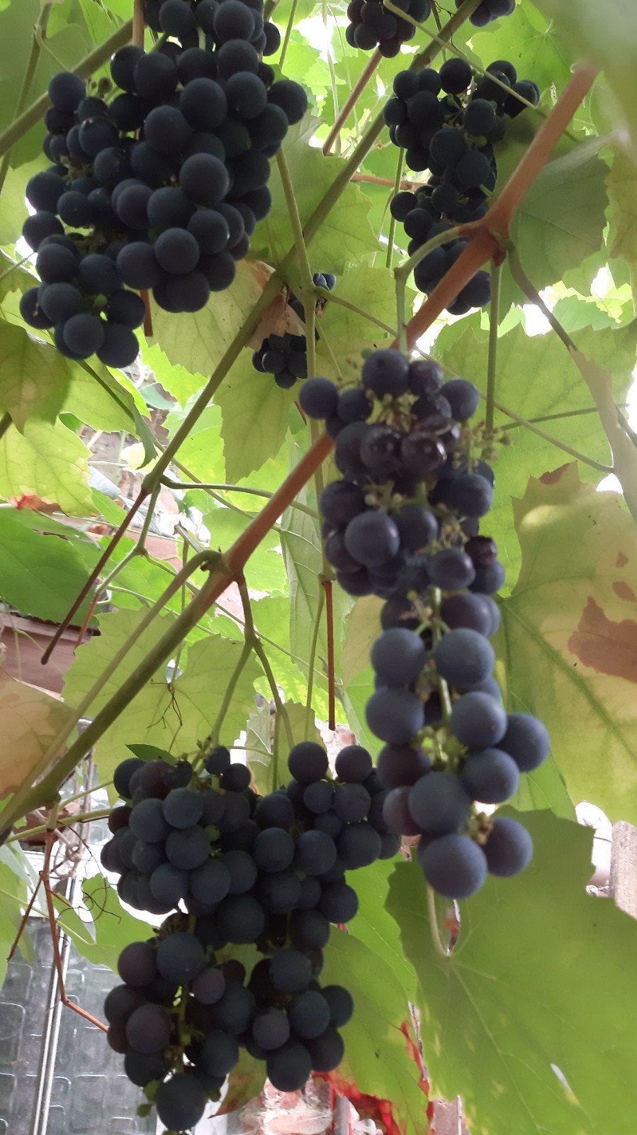 Raisins biologiques sucrés et juteux fraîchement cueillis to, Enlèvement