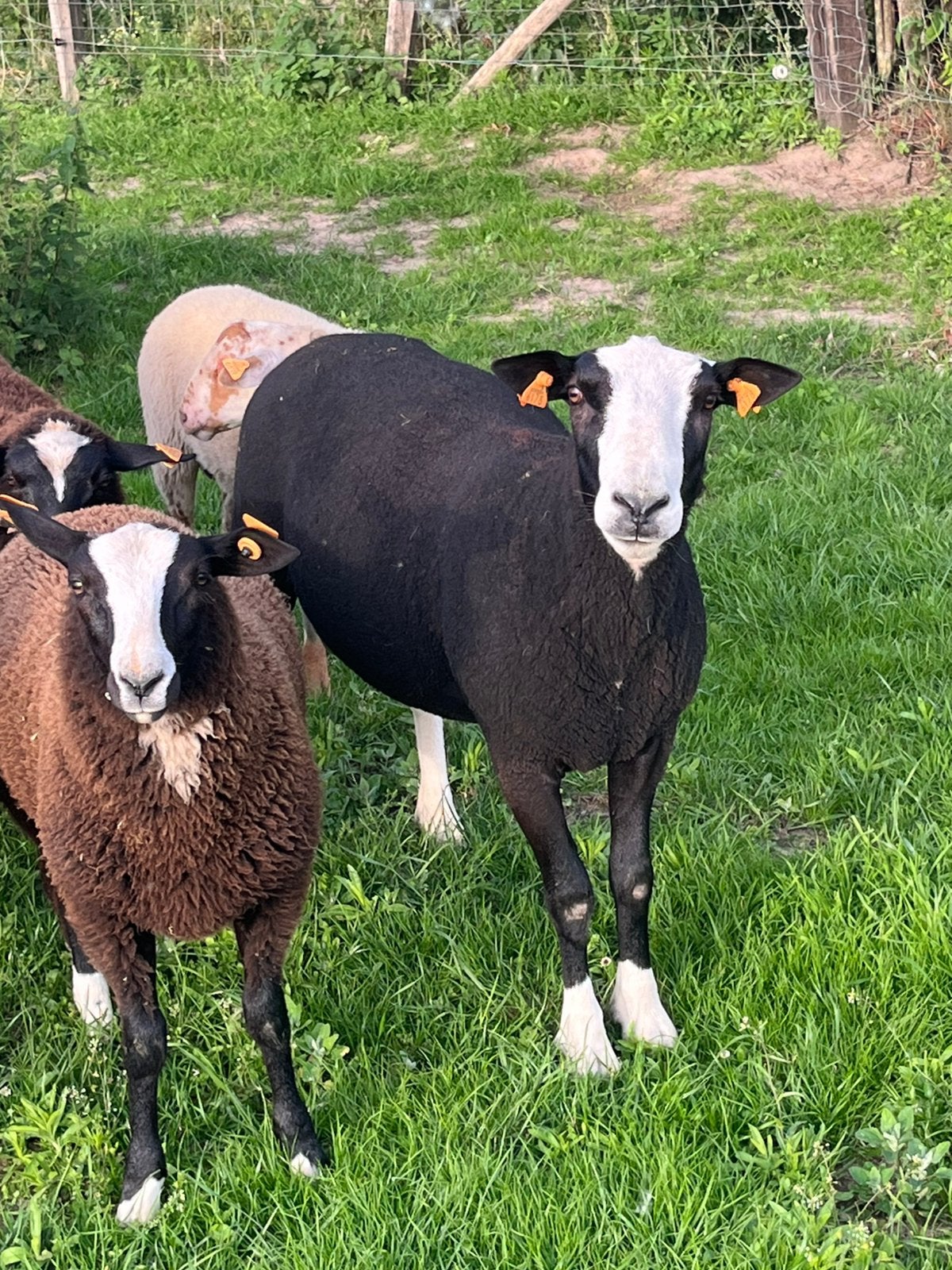 Jaarling zwarblesdekram, Dieren en Toebehoren