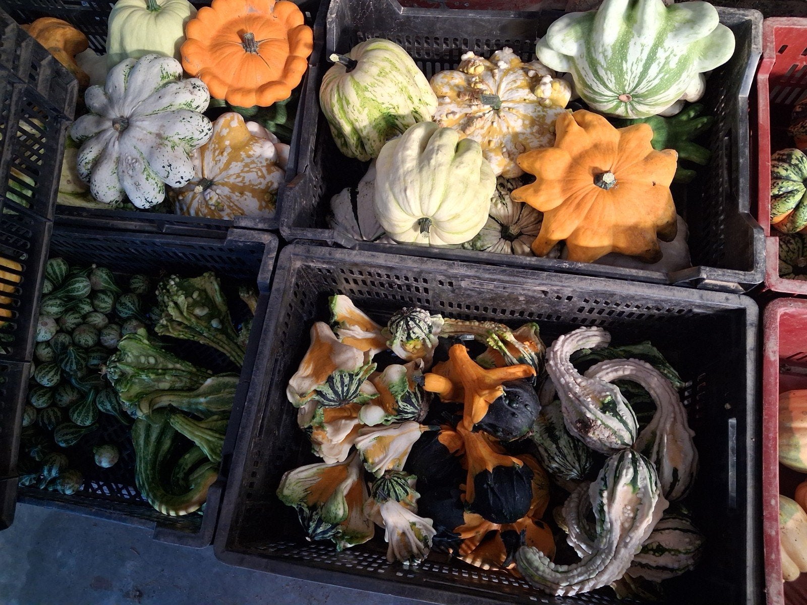 sierfruit, Tuin en Terras, Ophalen