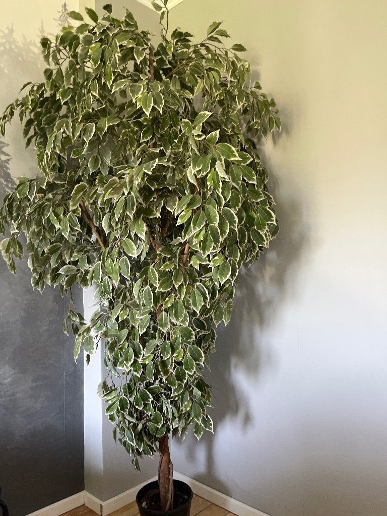 Fausse plante, Ficus, Ombre complète, Enlèvement, 200 cm ou plus