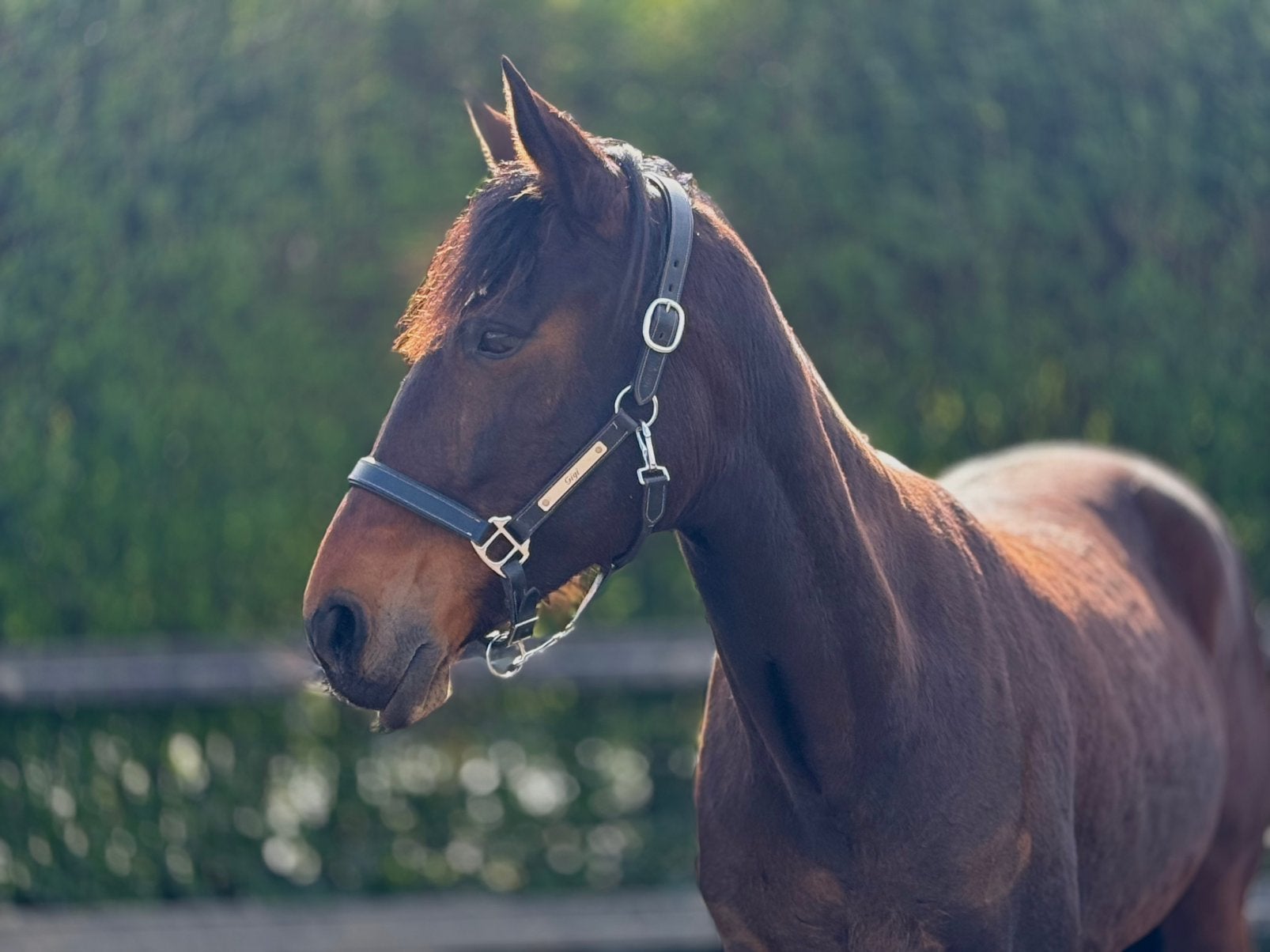 Lieve merrie draver te koop, Merrie