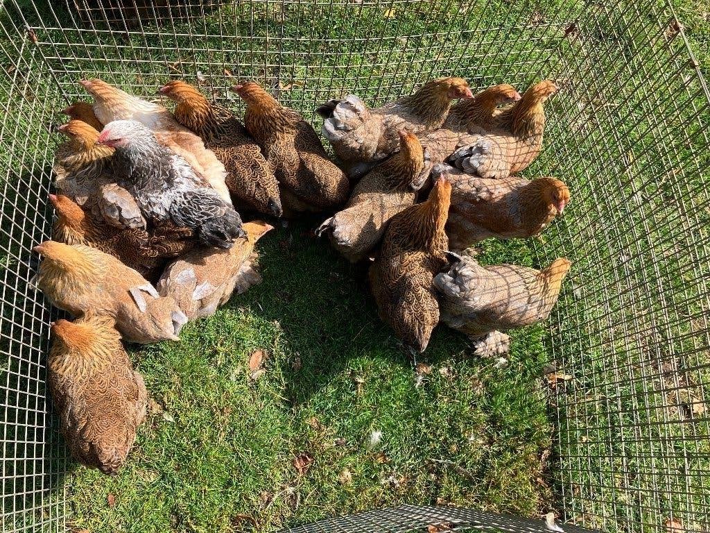 Brahmakriel hennen, Dieren en Toebehoren, Vrouwelijk, Kip