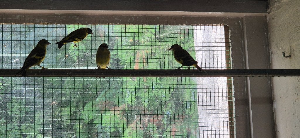 magelaansijs (zwartkopsijs), Plusieurs animaux, Oiseau tropical, Bagué