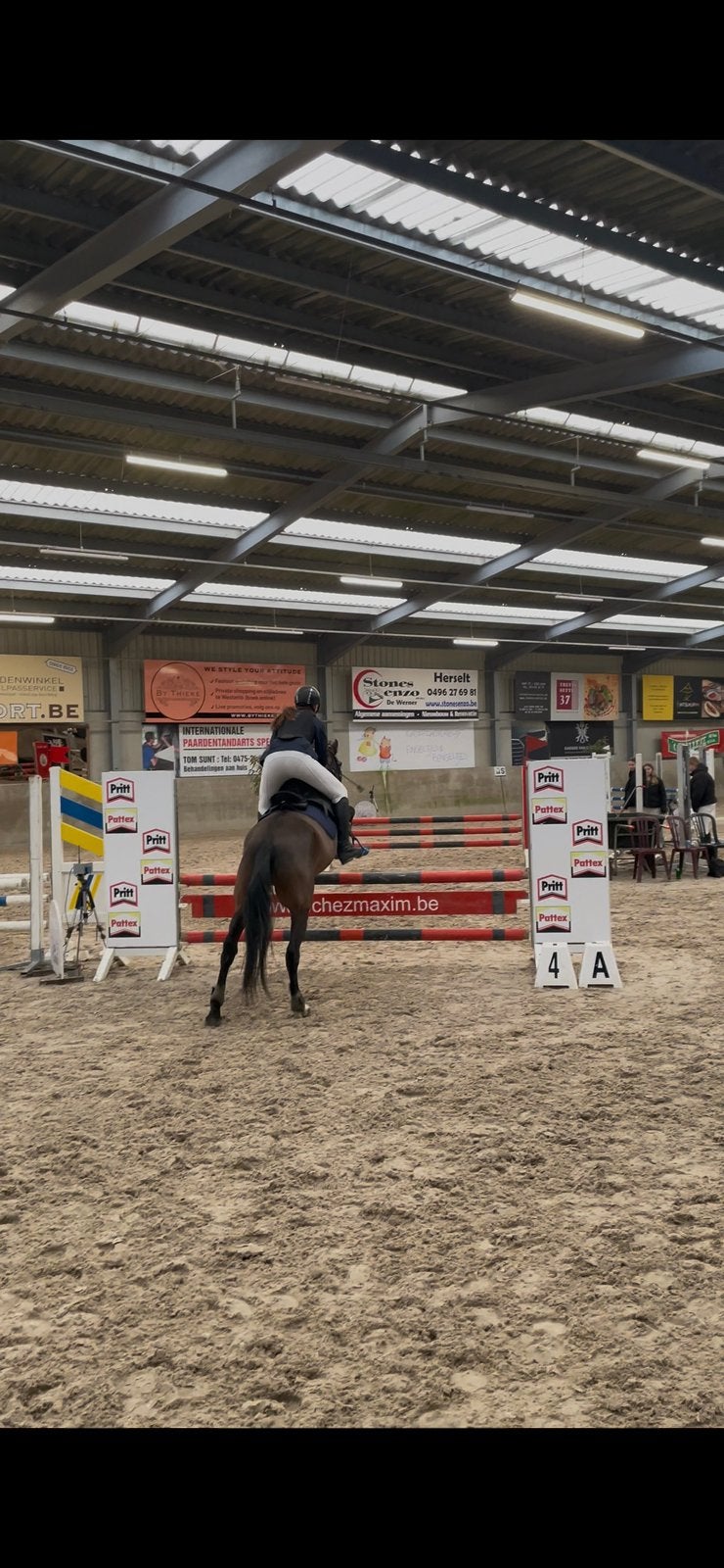 PRE Paard te koop, 11 ans ou plus, Débourré, 160 à 165 cm, Cheval de récréation