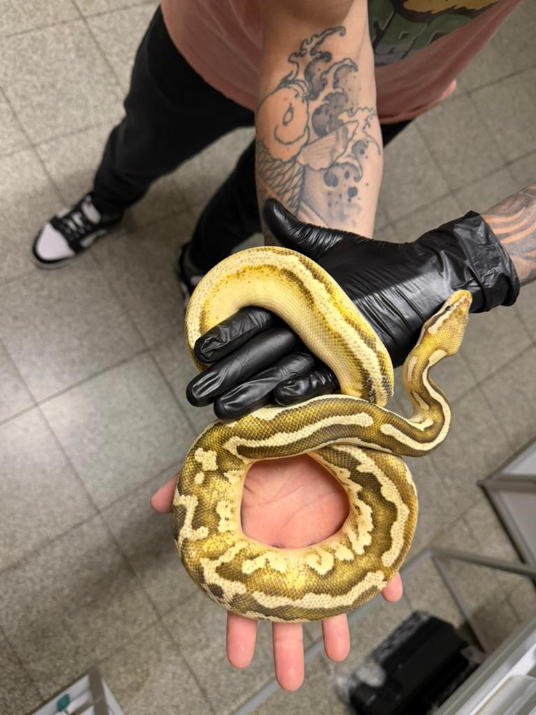 DEAL Koningpython Pastel Leo Mojave DG 50%het Clown, Dieren en Toebehoren, Reptielen en Amfibieën, Slang, Tam, 0 tot 2 jaar