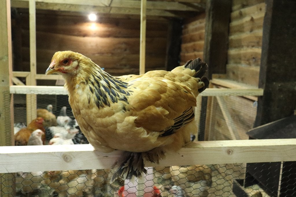 Brahma hennen & hanen, Dieren en Toebehoren, Meerdere dieren, Kip
