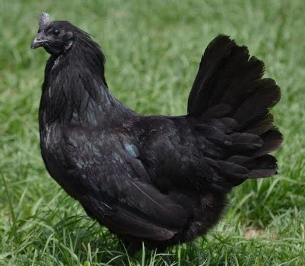 Ayam cemani