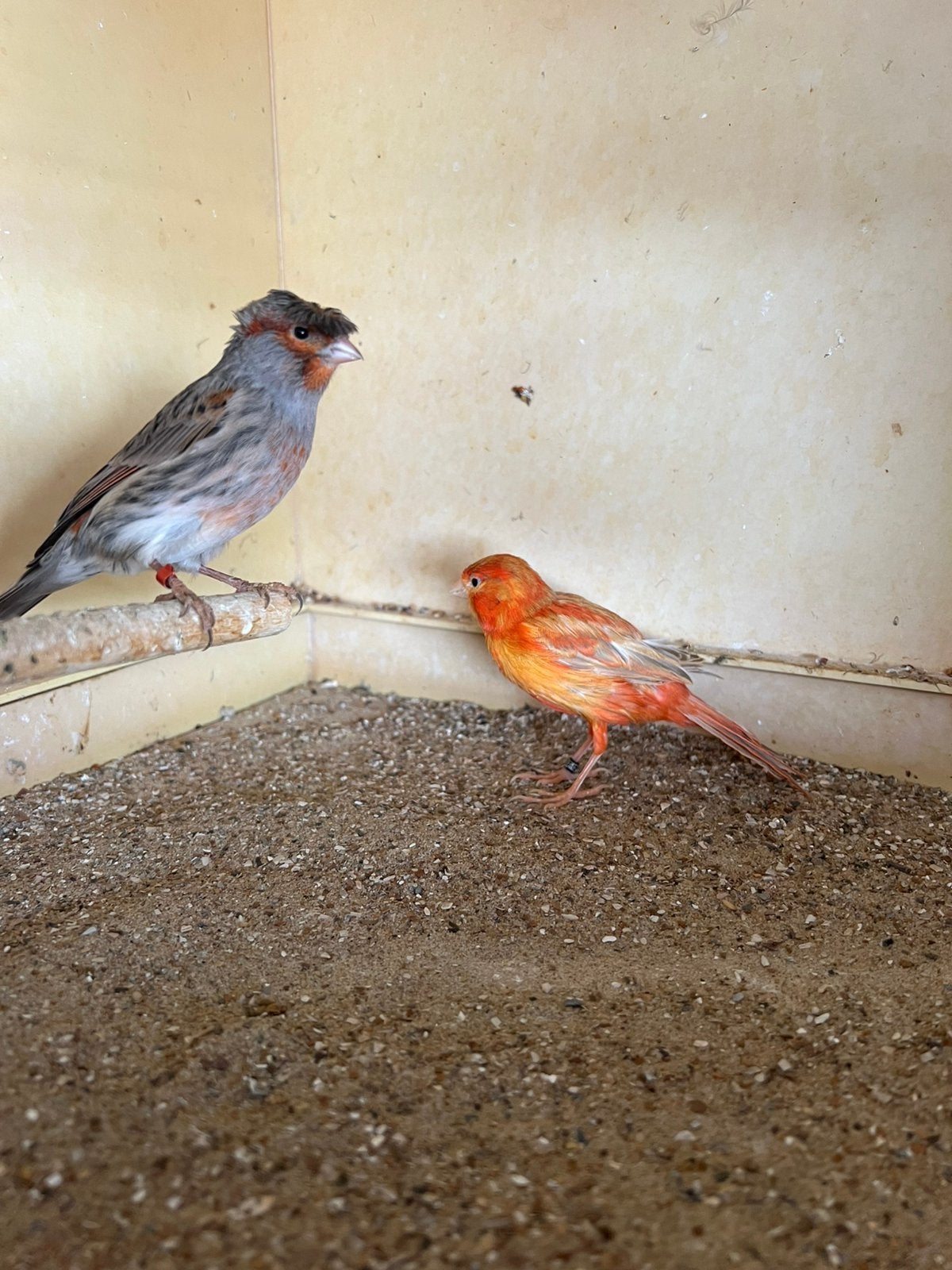 Kanaries te koop, Dieren en Toebehoren, Vogels | Kanaries