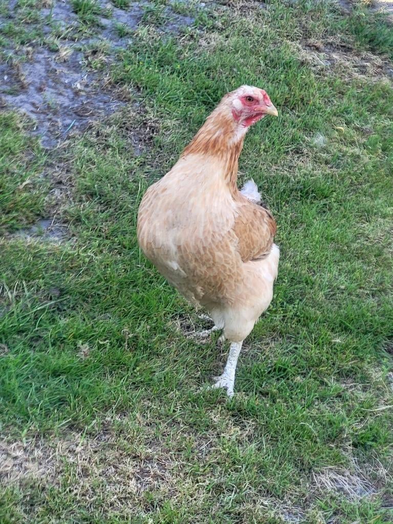 Trio Araucana tarwe, bolstaart. Groene eieren, volop aan leg, Dieren en Toebehoren