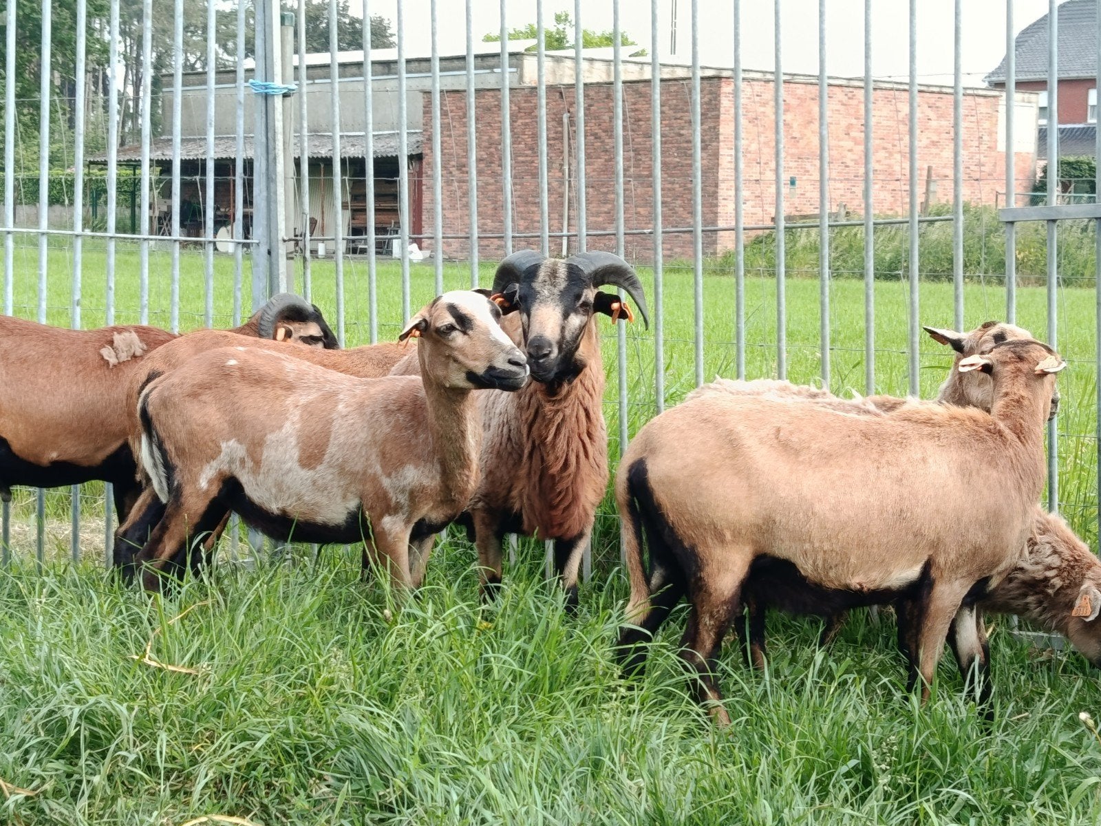 2 belles brebis camerounaises enceintes, Animaux & Accessoires, Moutons, Chèvres & Cochons