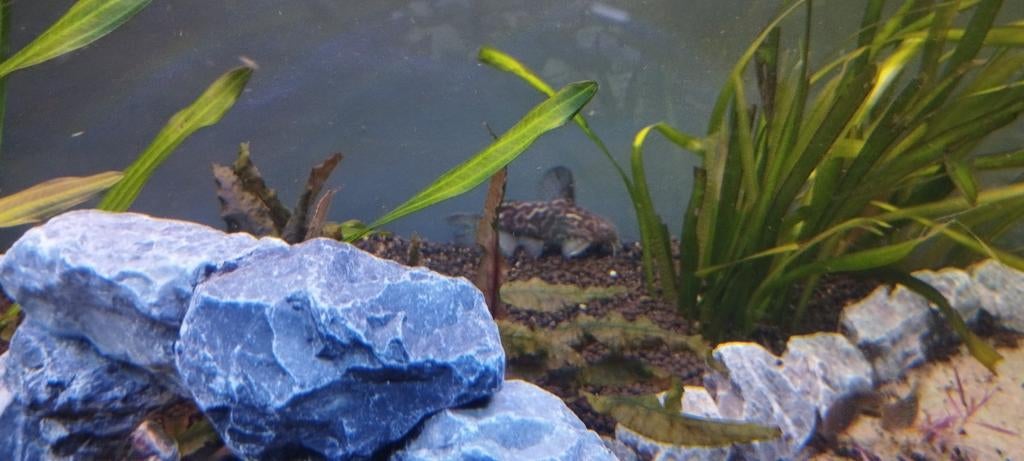 2 x Synodontis schoutedeni, Dieren en Toebehoren, Vissen | Aquariumvissen, Vis, Zoetwatervis