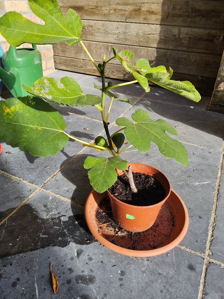 Vijgen struik turkey brown., Jardin & Terrasse, Enlèvement, En pot, Figuier