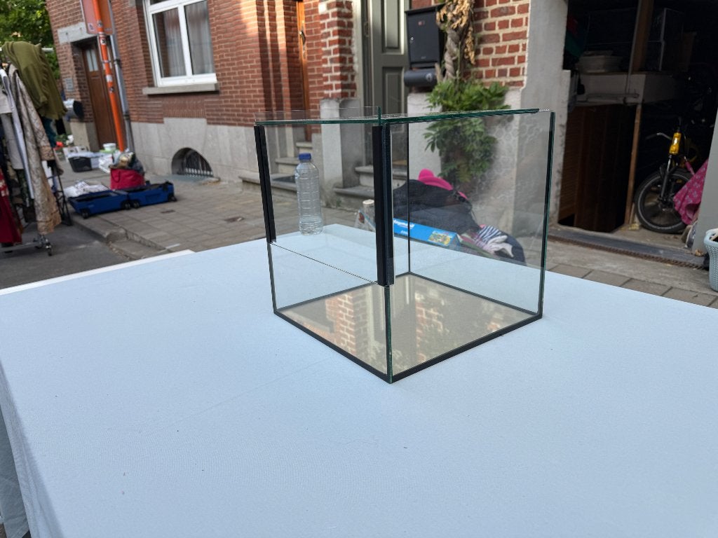 Terrarium petit stick insectes, phasmes et autres, Animaux & Accessoires, Insectes & Araignées, Phasme