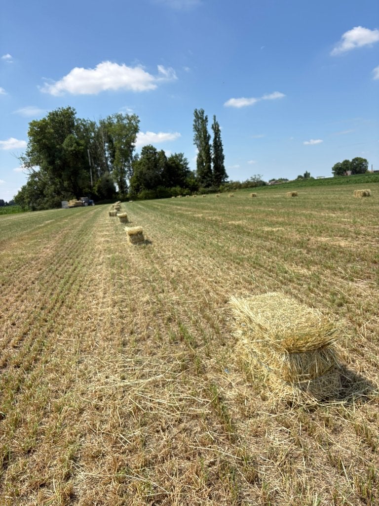 kleine balen hooi op 08/07/26 gemaakt, Enlèvement