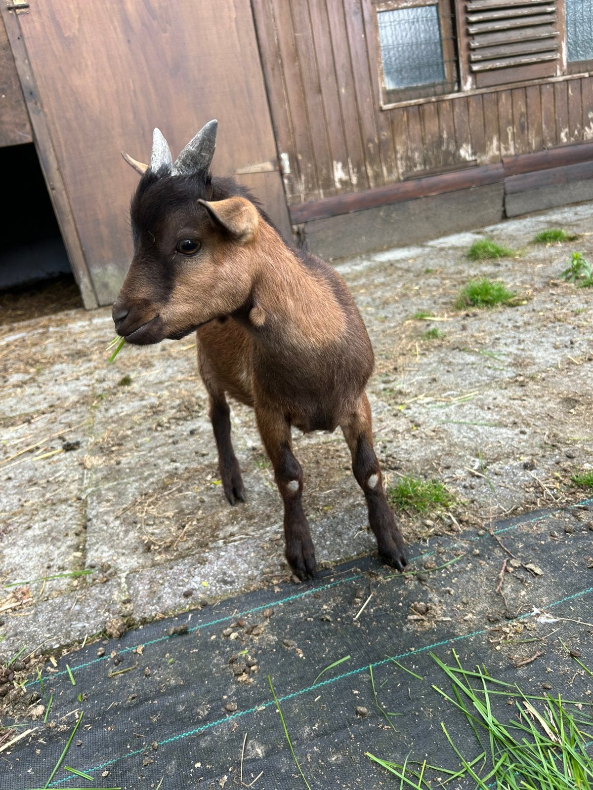 bokje te koop, Mâle, Chèvre, 0 à 2 ans