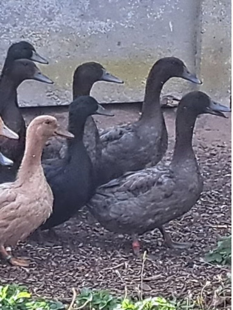 Blauwe eend, Animaux & Accessoires, Volatiles, Mâle, Canard