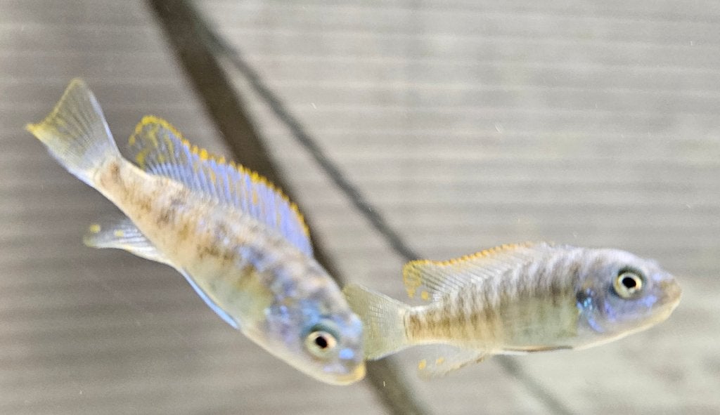 Labeotropheus trewavasae sur des cichlidés du Malawi, Poisson, Poisson d'eau douce