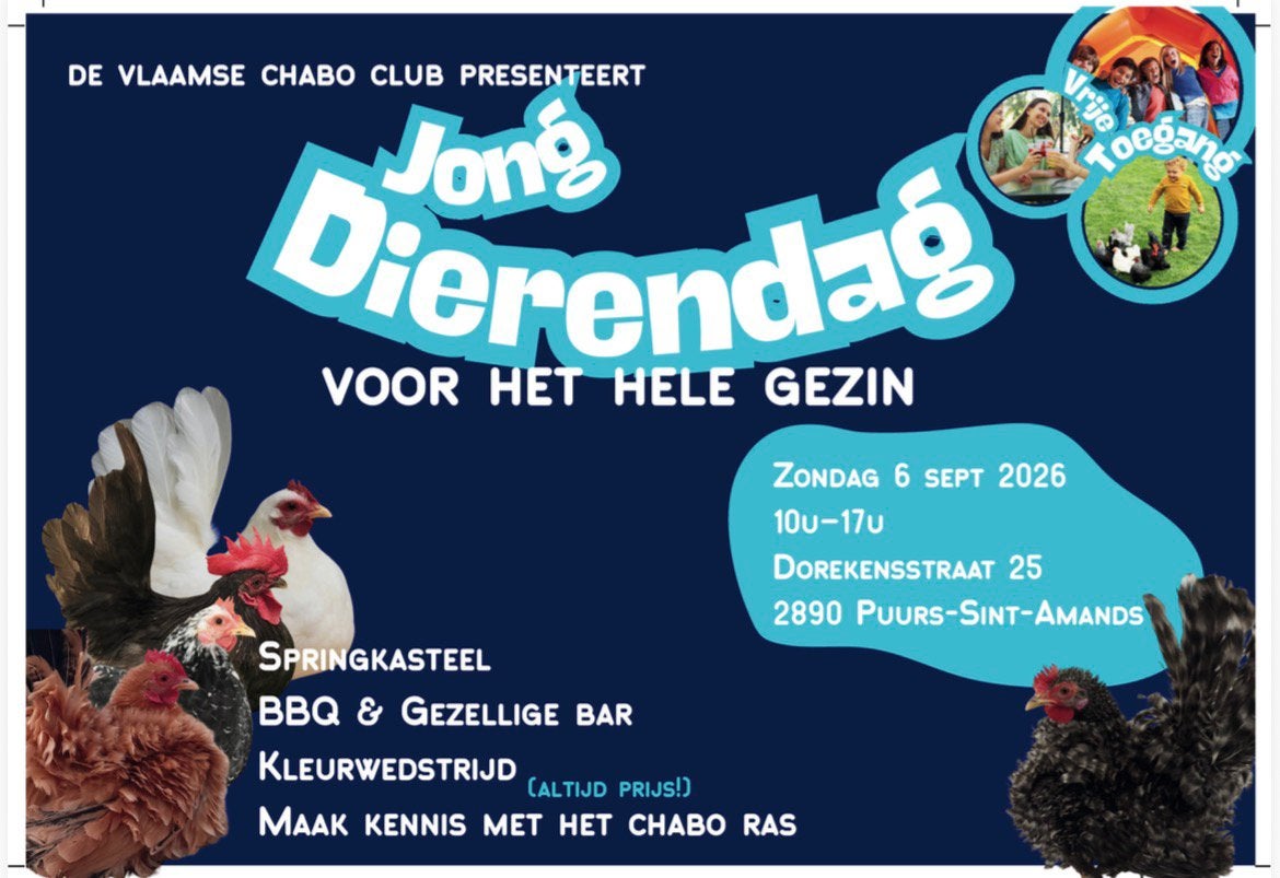Verkoophoek chabo krielkippen 6/9, Dieren en Toebehoren, Meerdere dieren, Kip