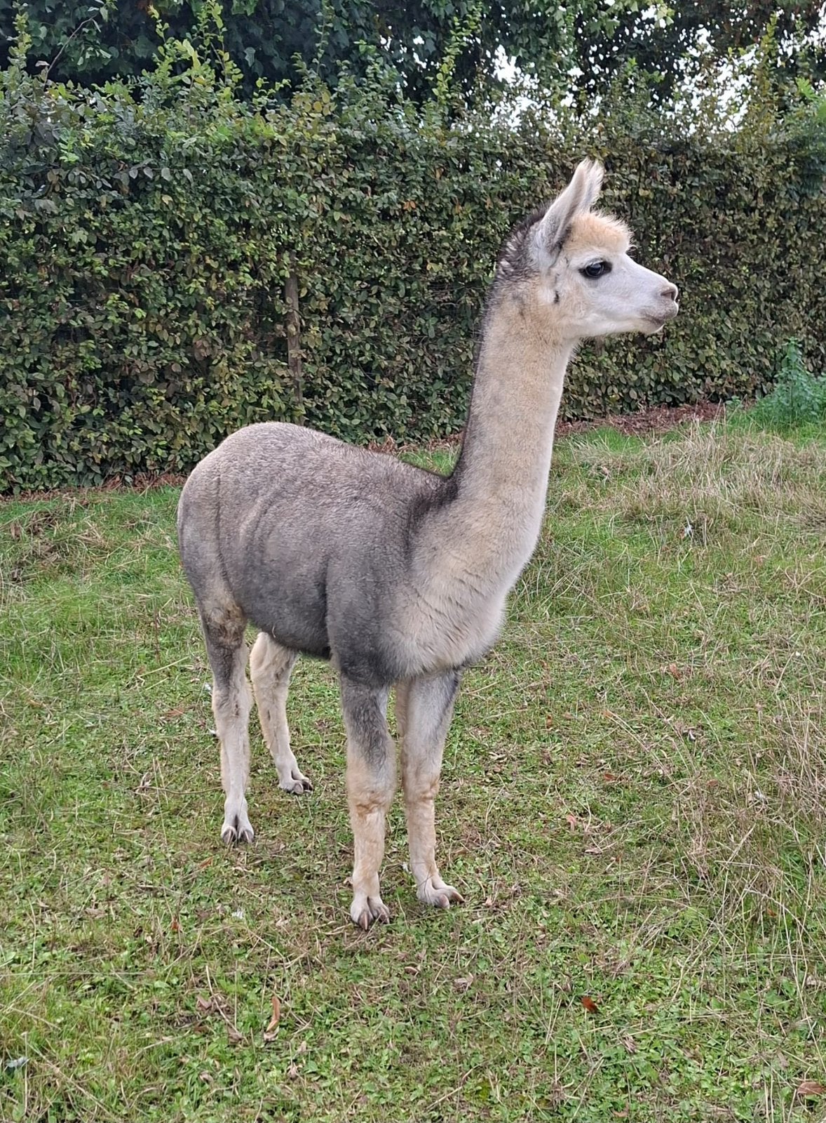 Alpaca dekhengst grijs, Dieren en Toebehoren, Mei, Mannelijk