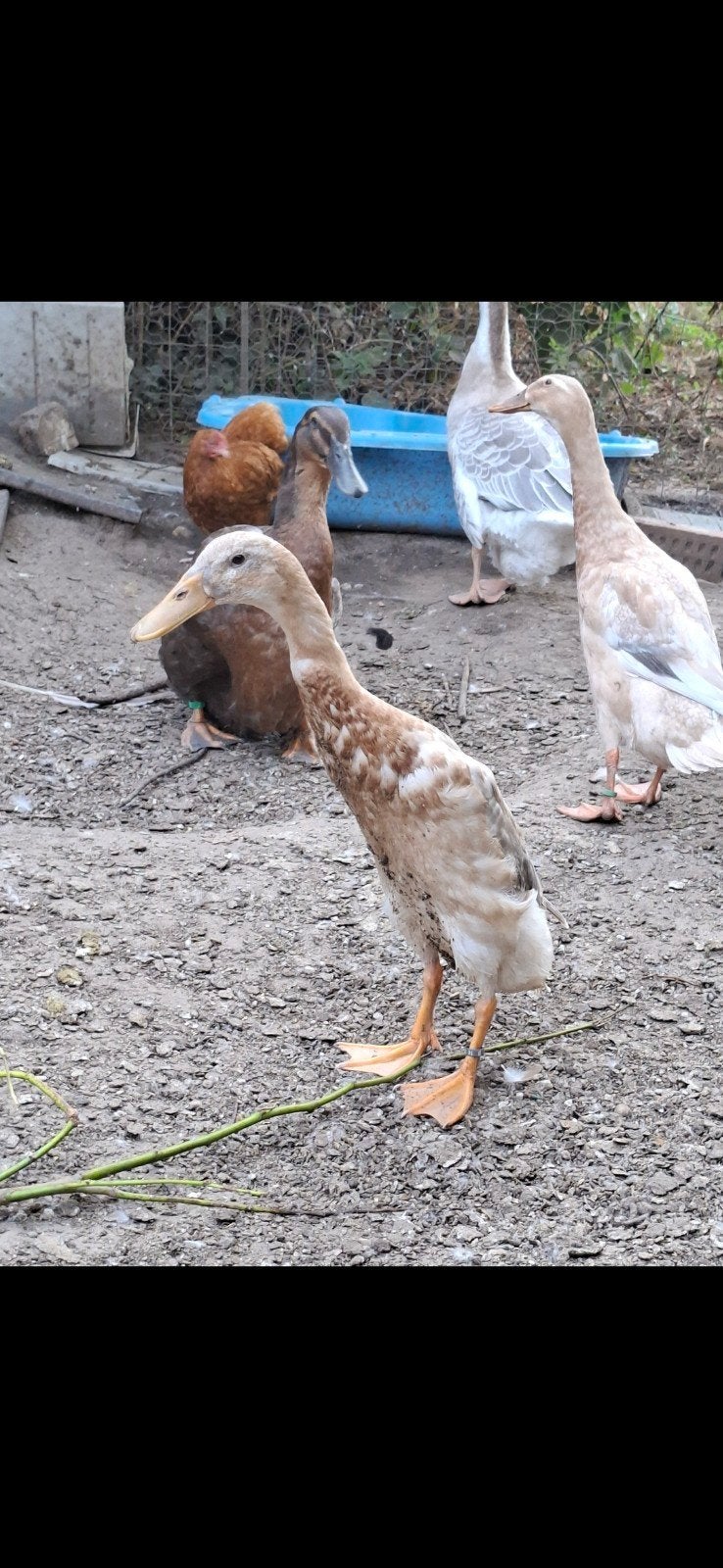 Couple coureur indien bleu-fauve truité, Plusieurs animaux, Canard