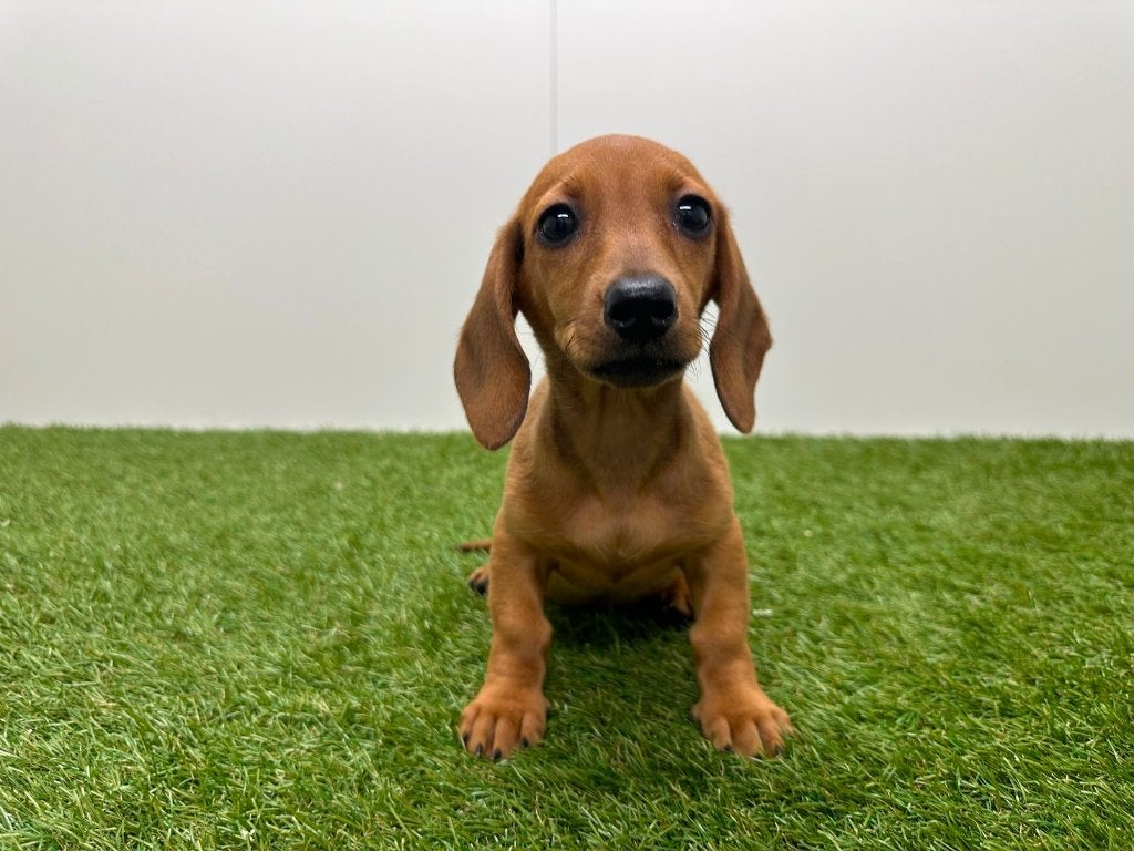 Gladharige Dwergteckel pups, Parvo, België, 8 tot 15 weken, Korthaar