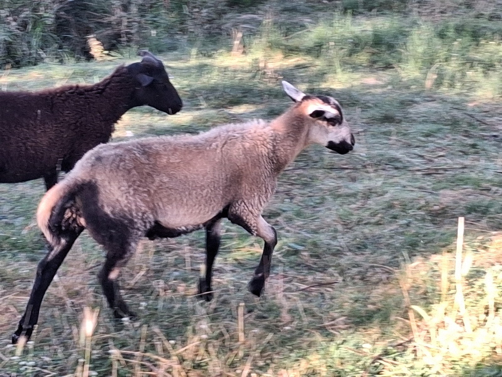 Maasduinen rammen, Dieren en Toebehoren, Mannelijk, Schaap, 0 tot 2 jaar