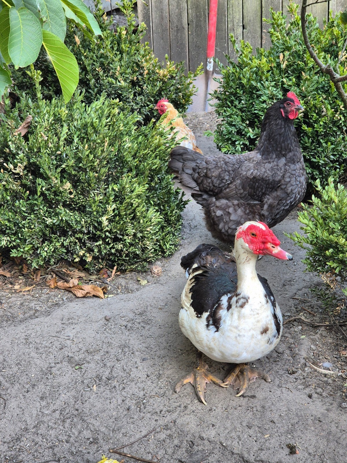 trio barberie eenden., Dieren en Toebehoren, Meerdere dieren, Eend