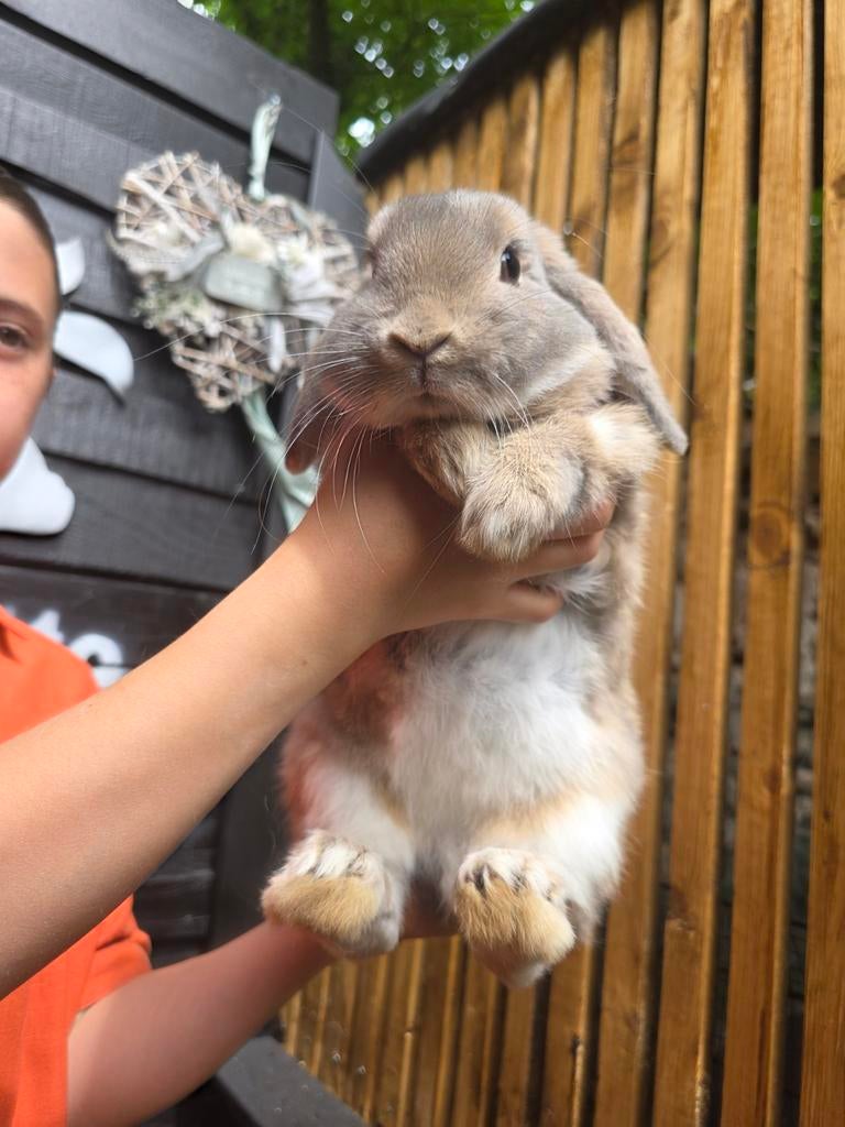 Verschillende hangoortjes te koop, gevacineerd