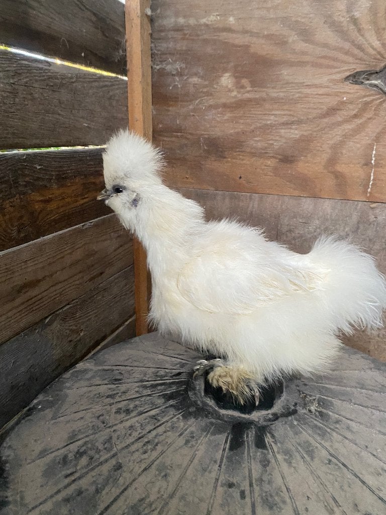 Zijdehoen, Dieren en Toebehoren, Vrouwelijk, Kip