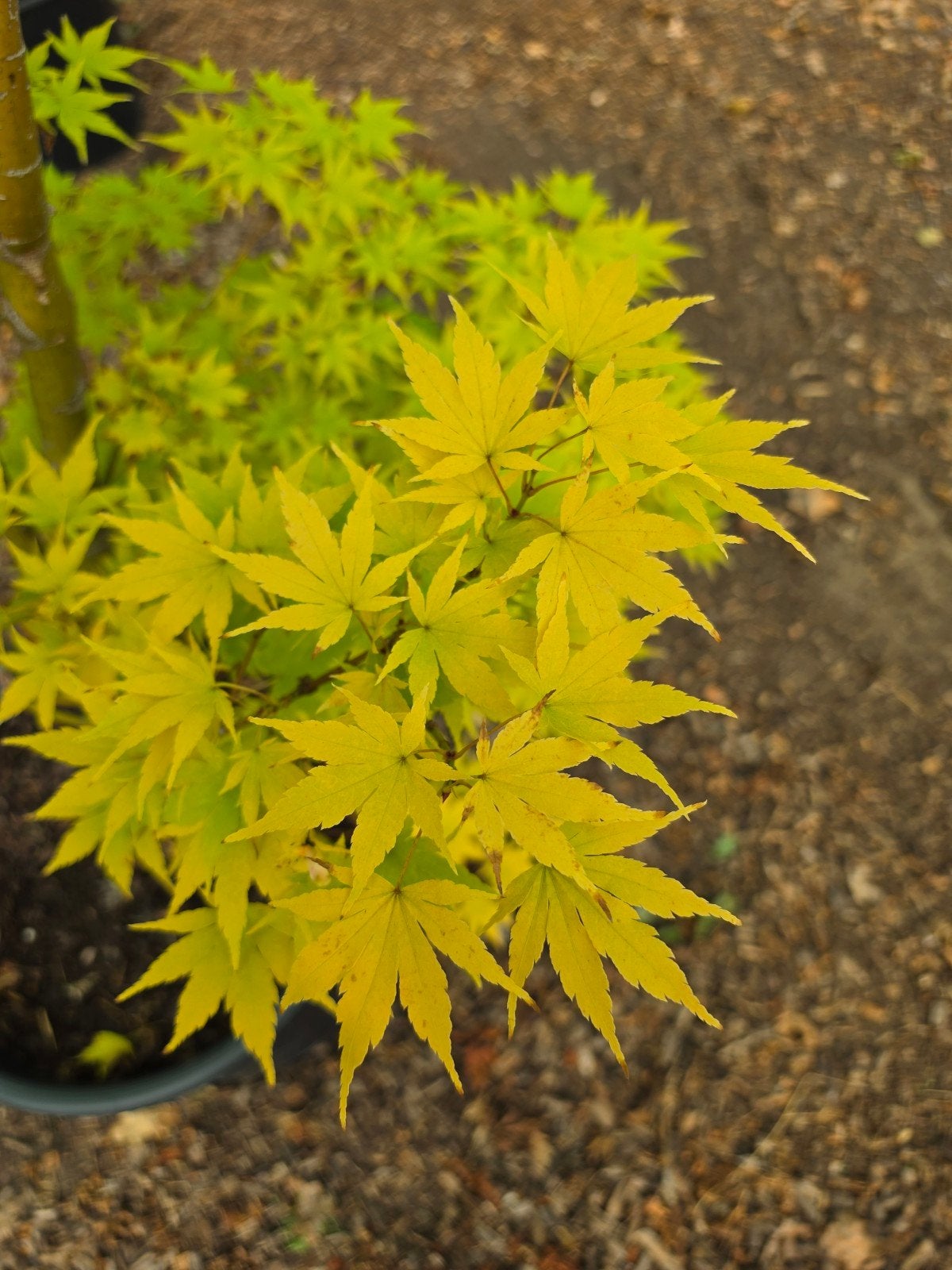 Japanse esdoorn / acer palmatum Tsukasa Silhouette, Tuin en Terras, Ophalen