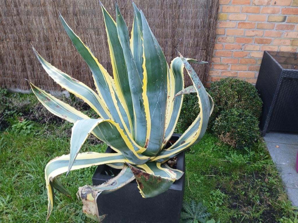 planten, Autres espèces, Ne fleurit pas, Enlèvement, Plante fixe