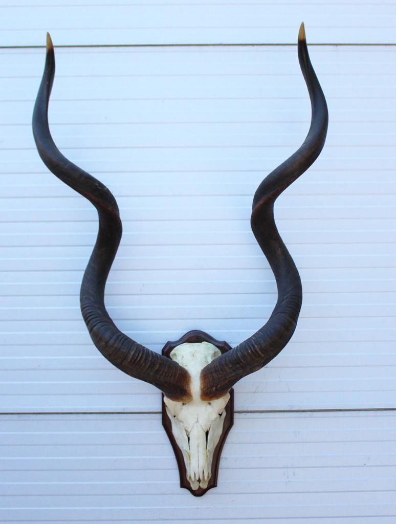 Grote schedel KUDU ANTILOPE op houten schild (ref. K), Ophalen, Gebruikt, Wild dier, Schedel