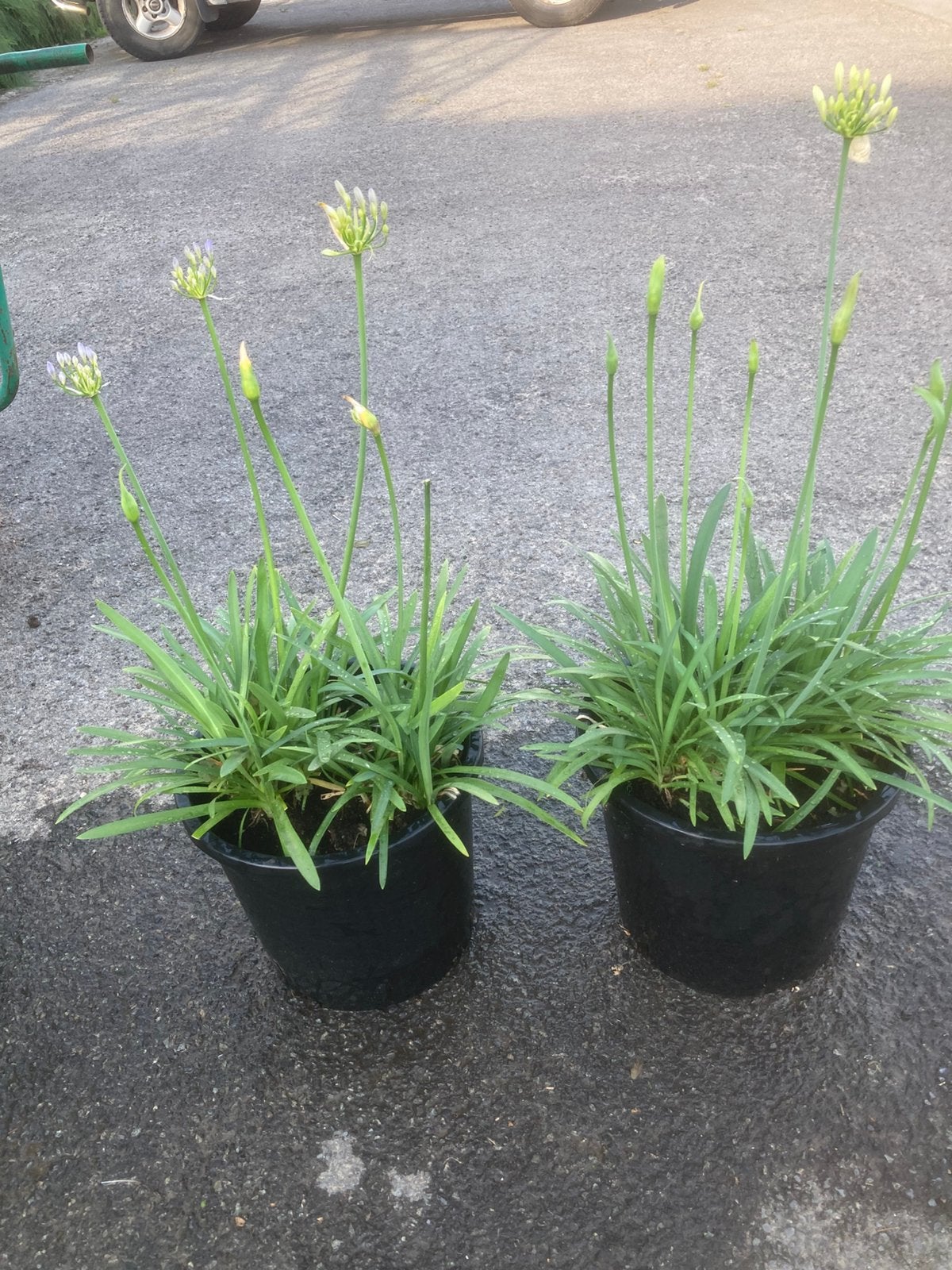 Agapantus, Tuin en Terras, Ophalen, Zomer
