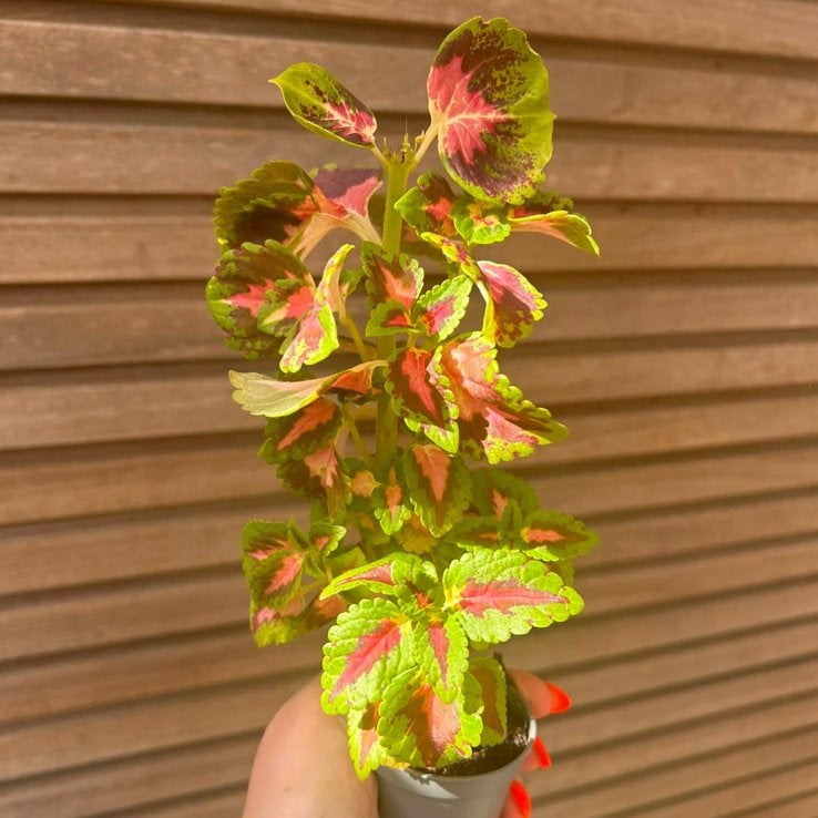 Coleus / siernetel, Enlèvement ou Envoi