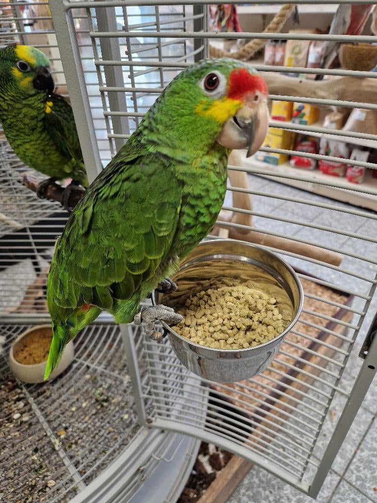 tamme jonge geelwang amazone, Dieren en Toebehoren, Mannelijk, Papegaai, Geringd