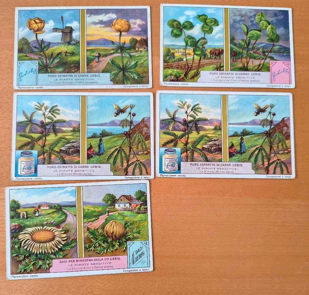 Liebig 5 antieke prentjes (1928) "Le piante sensitive", Verzamelen, Ophalen of Verzenden, Gebruikt, Natuur, Prent