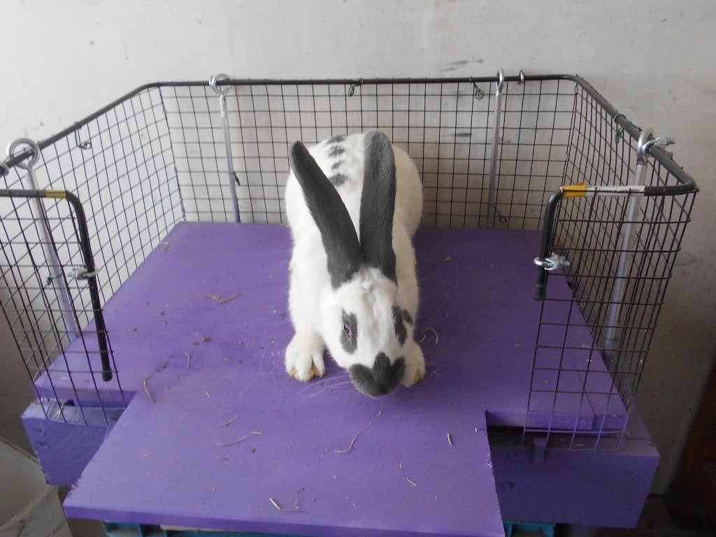 Vlinderkonijn, Mannelijk, Groot, 0 tot 2 jaar