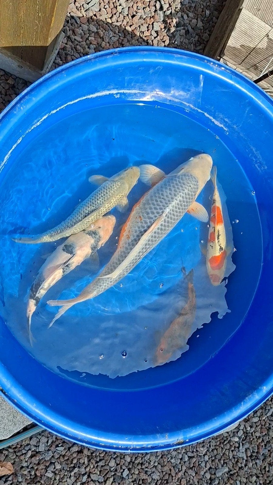 HQ Japanse koi ginrin soragoi, Karper of Koi