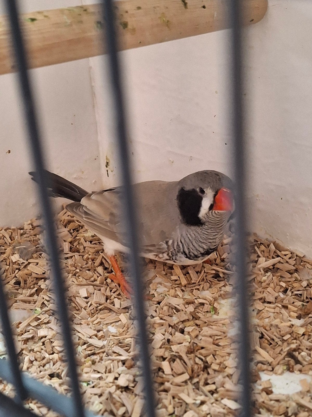zebravink, Dieren en Toebehoren, Vogels | Overige Vogels