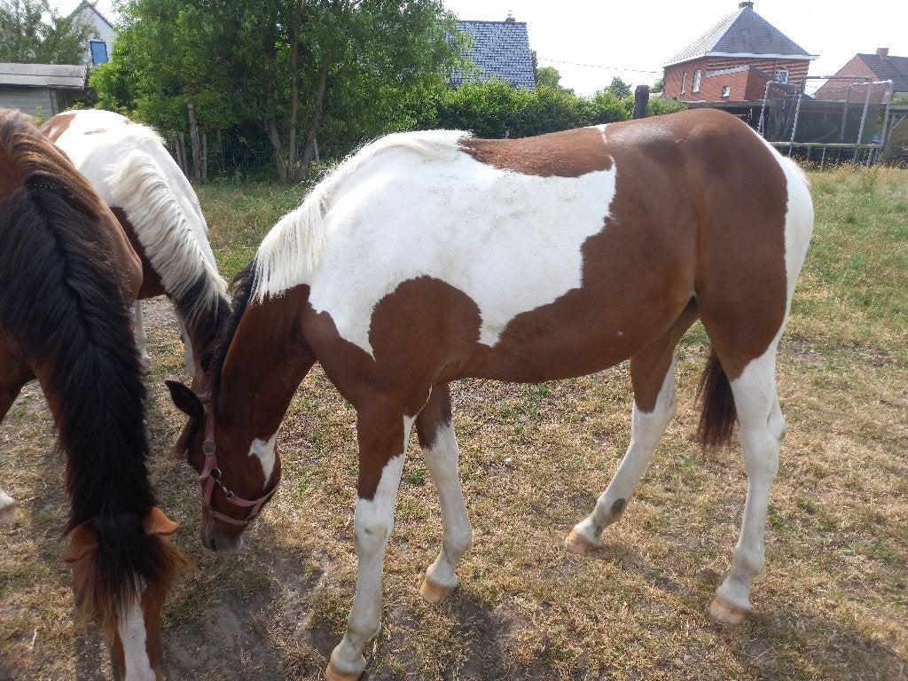 jaarling merrie driekleurspinto aes, Dieren en Toebehoren, Met stamboom, 0 tot 2 jaar, Onbeleerd, Merrie