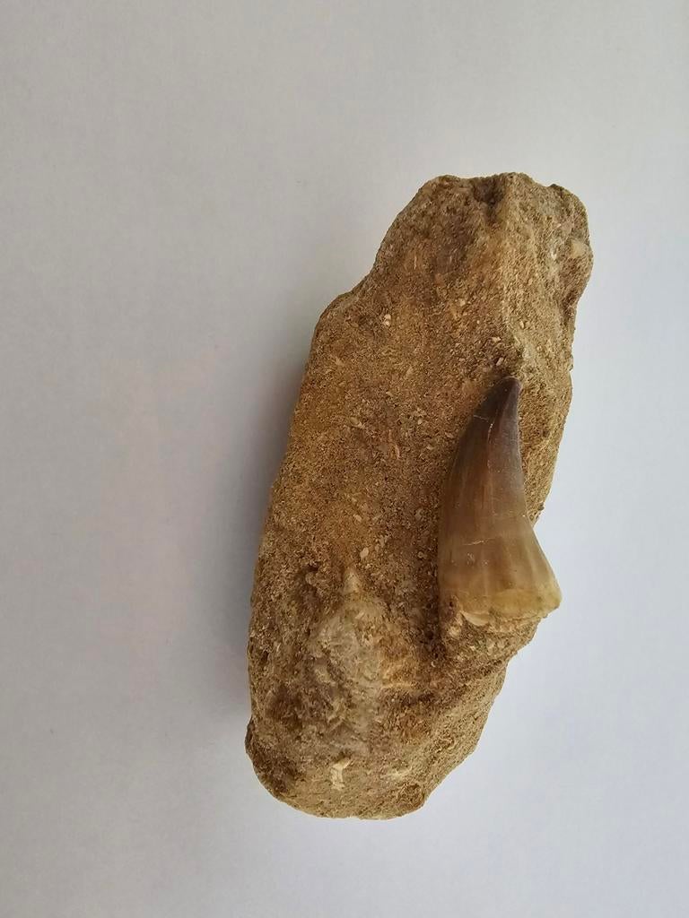 Mosasaurus tand op Matrix., Verzamelen, Mineralen en Fossielen, Verzenden