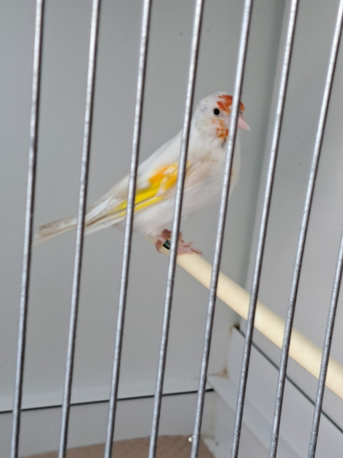 satinet pop, Dieren en Toebehoren