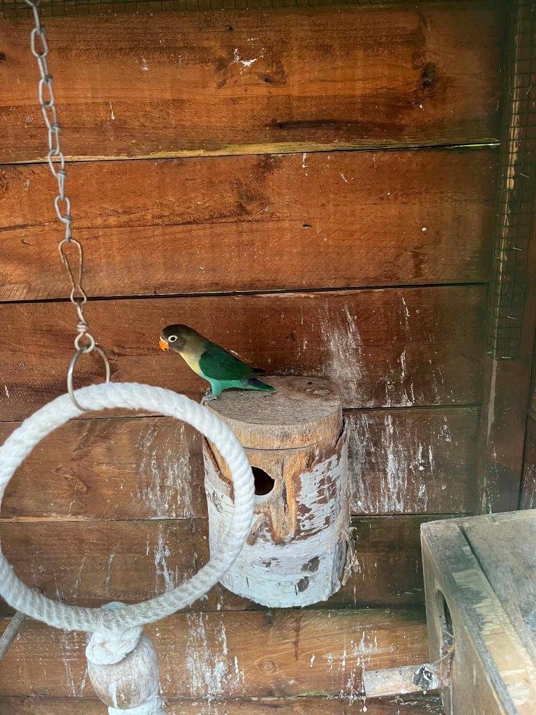 jonge agapornissen, Dieren en Toebehoren, Vogels | Parkieten en Papegaaien, Geslacht onbekend, Dwergpapegaai of Agapornis, Geringd