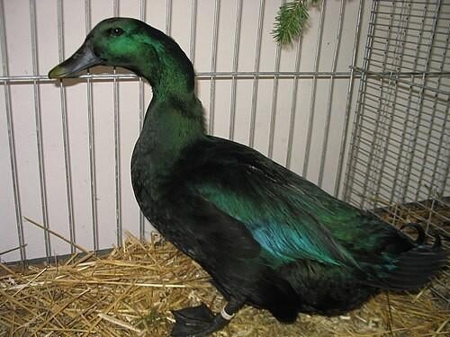 Cherche canard mâle cayuga, Dieren en Toebehoren, Pluimvee