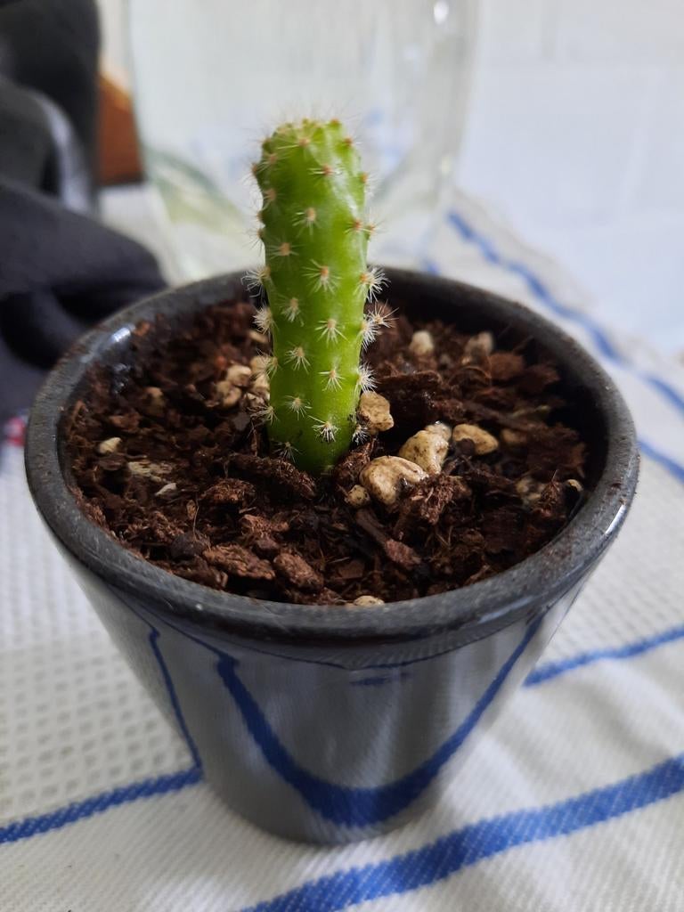 Cactus stekje, Huis en Inrichting, Ophalen, Minder dan 100 cm, Volle zon, In pot