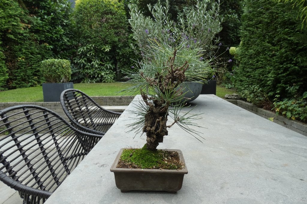 Bonsai Pinus Thunbergii Corticosa [ Japanse zwarte den ], Tuin en Terras, Ophalen of Verzenden, In pot, Halfschaduw