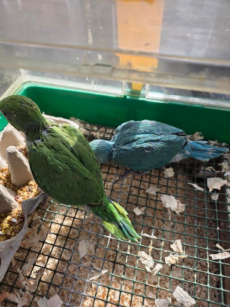 Halsbanden on net de hand groot te brengen, Dieren en Toebehoren