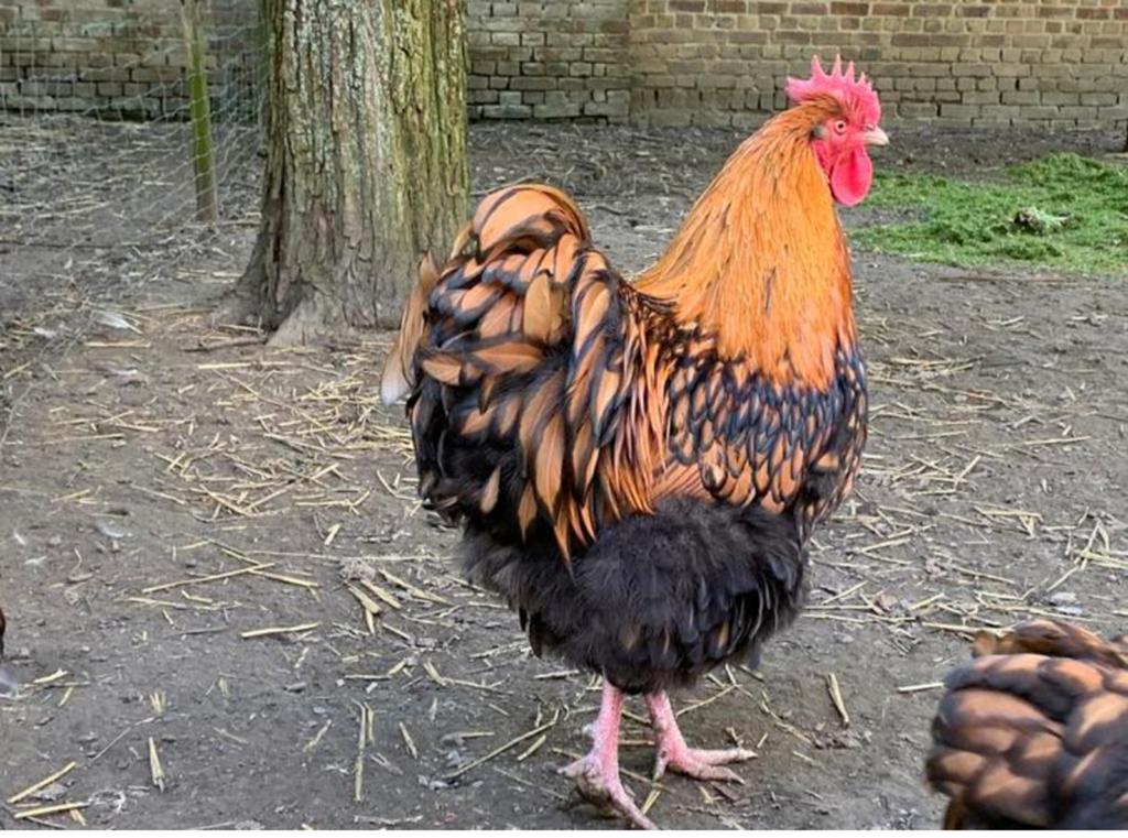 Broedeieren Orpington Goud-Zwart gezoomd, Dieren en Toebehoren, Pluimvee, Geslacht onbekend, Kip